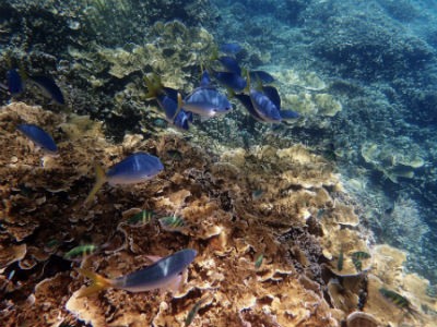 La gran barrera de coral astralia