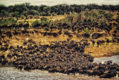 Bufalos en Masai Mara